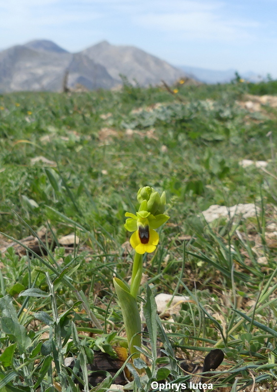 Andalusia: le orchidee e Grandi Pietre  marzo-aprile 2023.